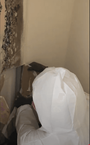 Urgent Mold Removal Denver — attic cleaning services