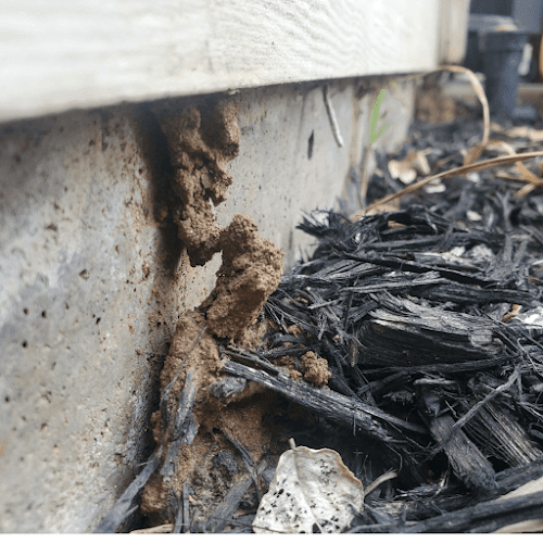 Forterra Pest Control — attic cleaning services