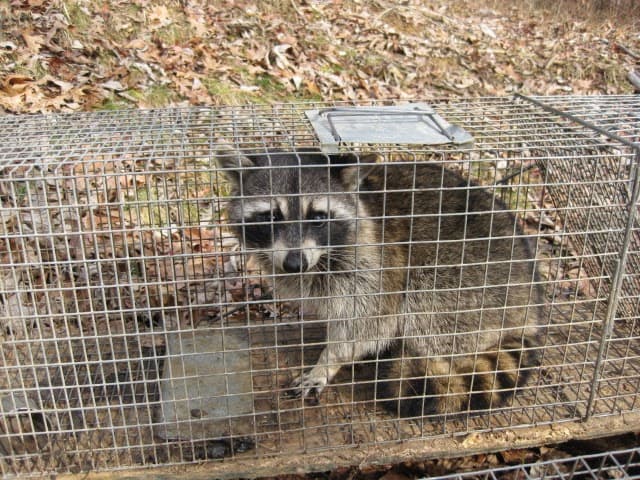 All Paws Wildlife — attic cleaning services