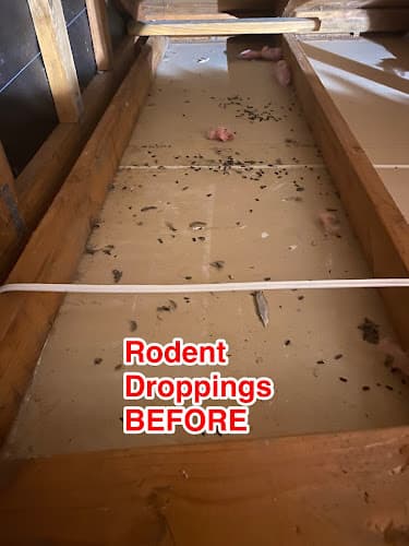 Rodent Stoppers - Rodent & Attic Cleanup Los Angeles — attic cleaning services