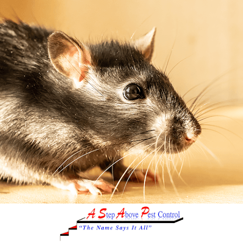 A Step Above Pest Control — attic cleaning company in Los Angeles, CA