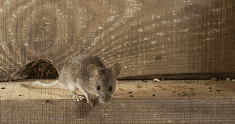 Rodent Removal Atlanta, LLC — attic cleaning services