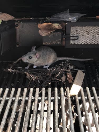 Urban Desert Pest Control — attic cleaning services