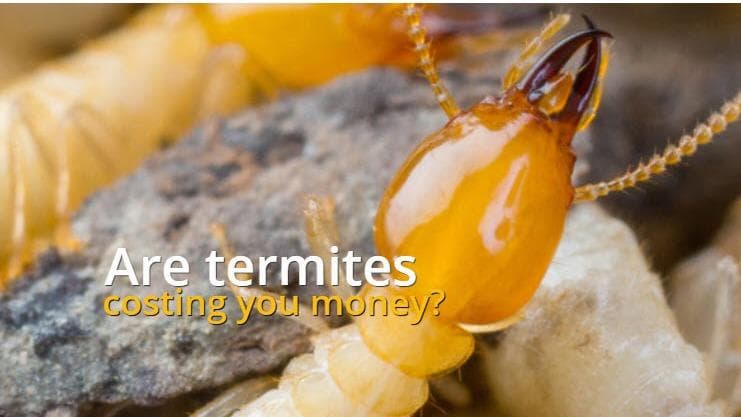 The Pest Control Authority — attic cleaning services