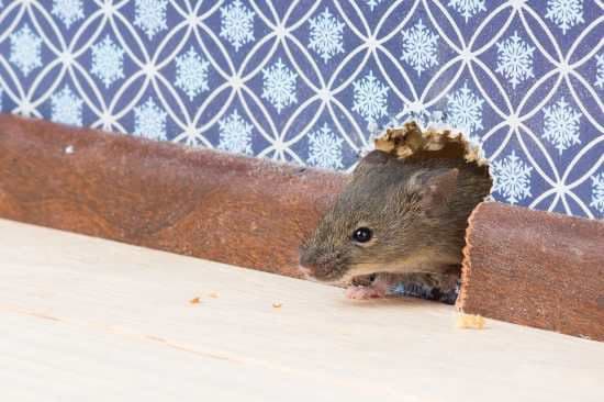 Elite Pests Control LLC — attic cleaning services