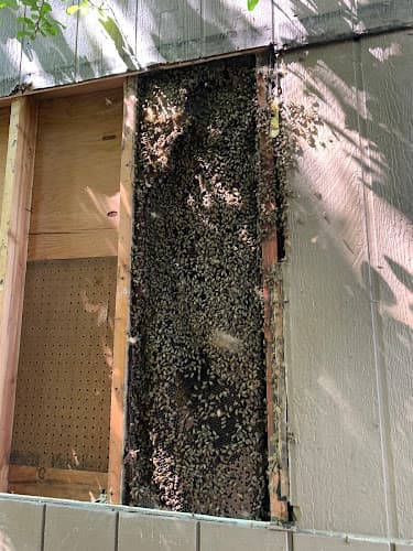 Honey Bee Rescue — attic cleaning services