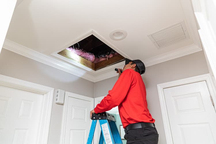 All U Need Pest Control — attic cleaning company in Cypress, TX