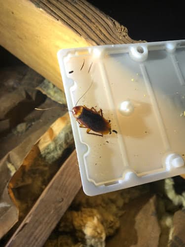 Nextgen Pest Solutions — attic cleaning company in Dunwoody, GA