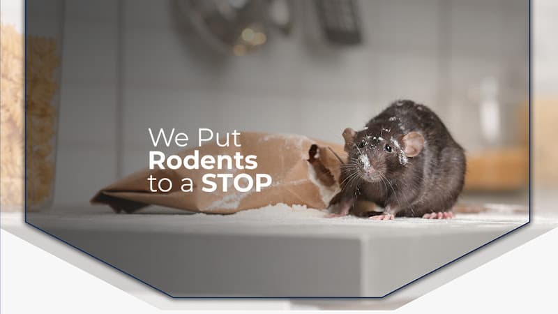 Rodents Stop — attic cleaning company in Van Nuys, CA