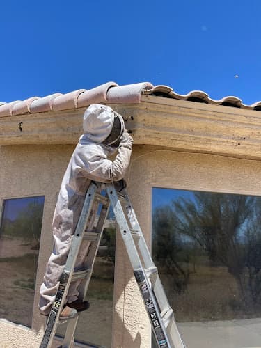 Busy Bee Pest Solutions — attic cleaning services