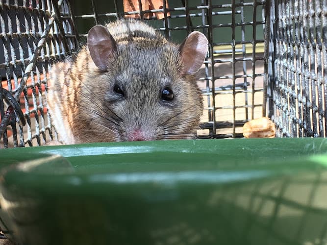 Southern Wildlife Management — attic cleaning company in Duluth, GA