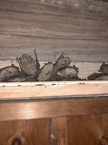 Smart Solutions Wildlife Removal — attic cleaning company in Roswell, GA