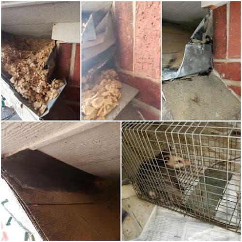 Genesis Pest Solutions — attic cleaning company in Arlington, TX