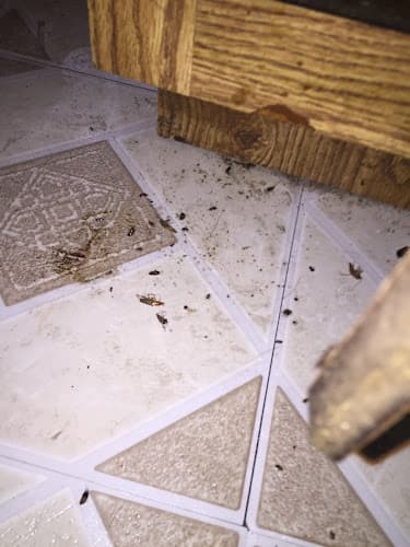 Josh The Bug Guy - Pest Control in Las Vegas — attic cleaning services
