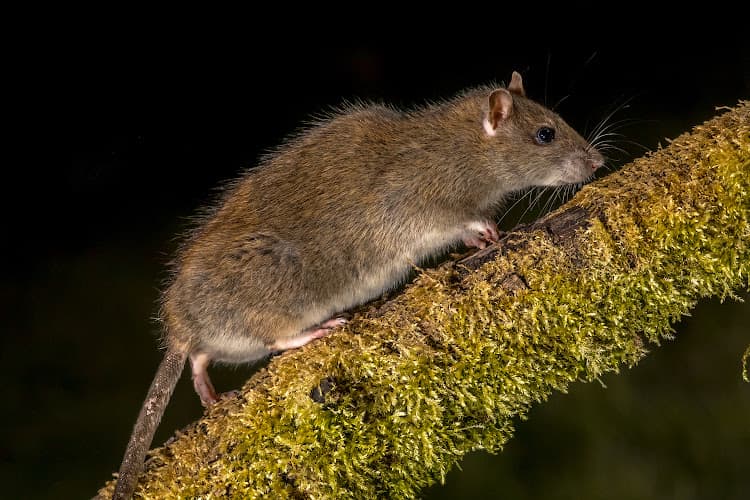 Bills Pest Termite Control — attic cleaning services