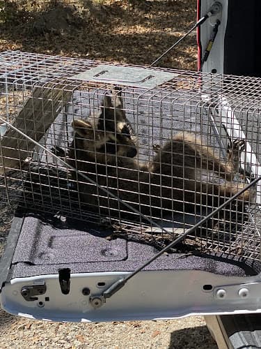 T-Rex Pest Control — attic cleaning services