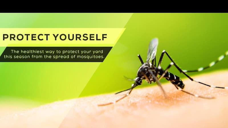 Barefoot Mosquito & Pest Control - Dallas TX — attic cleaning company in Dallas, TX