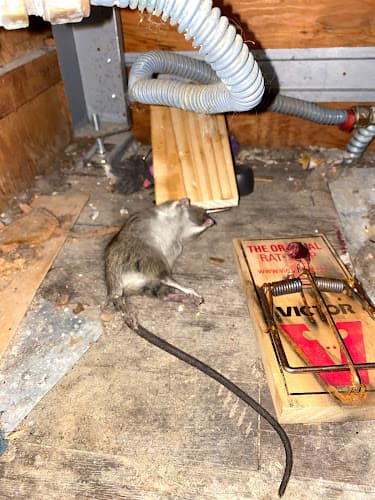 Atlanta Wildlife Solutions, LLC — attic cleaning company in Roswell, GA