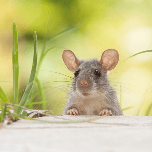 Barefoot Mosquito & Pest Control - McKinney, TX — attic cleaning services