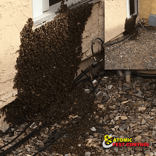 Atomic Pest Control — attic cleaning services