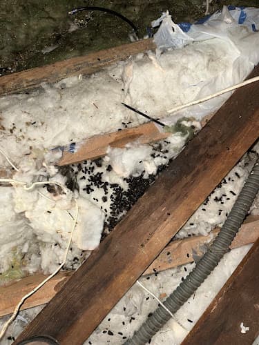 Rodent Expertz Inc — attic cleaning company in Los Angeles, CA