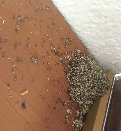 Sureguard Lawn & Pest — attic cleaning services