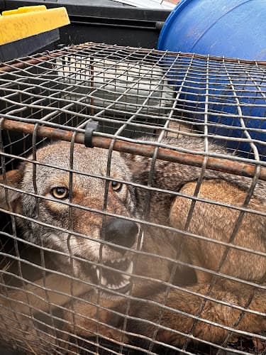 Atlanta Wildlife Solutions LLC — attic cleaning company in Stone Mountain, GA