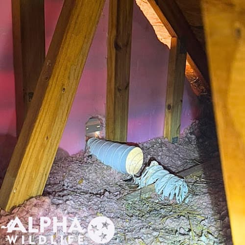 Alpha Wildlife Nashville — attic cleaning services