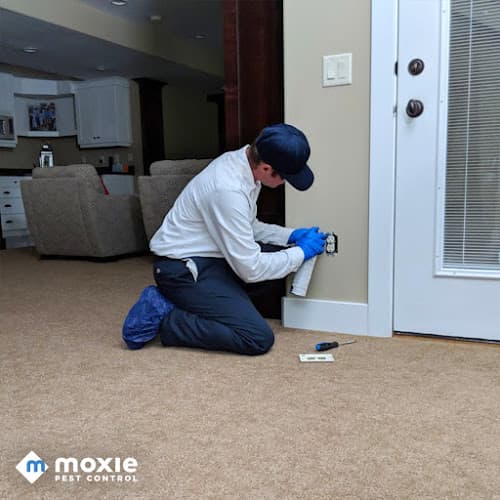 Moxie Pest Control — attic cleaning services
