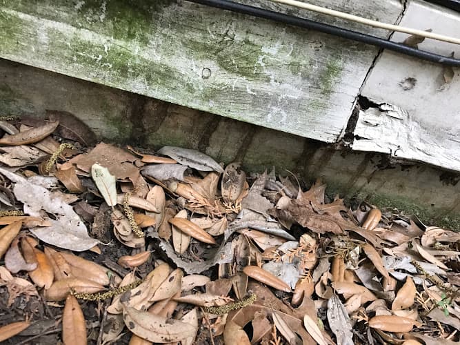 STC Pest & Termite LLC — attic cleaning services