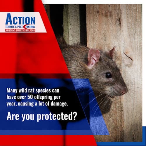 ACTION Termite & Pest Control — attic cleaning services