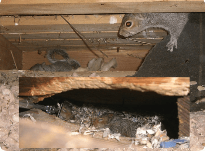 5 Star Wildlife Control — attic cleaning services