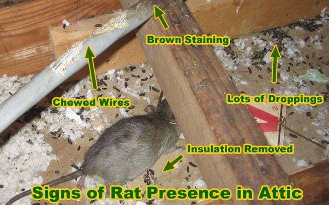 Green Magic Pest Control — attic cleaning services