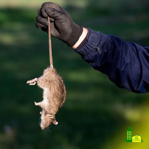 All Pest Solutions — attic cleaning services