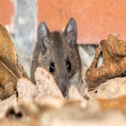 Barefoot Mosquito & Pest Control - Addison TX — attic cleaning services