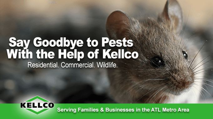 Kellco Termite & Pest Control — attic cleaning services