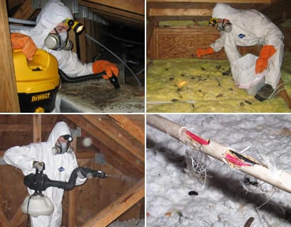 Wildlife Removal Charlotte — attic cleaning services